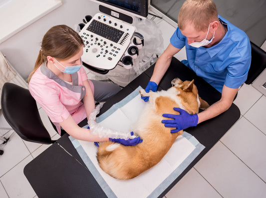 Pregnant Dog Getting a scan 